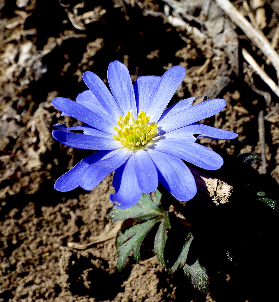 Изображение особи Anemone banketovii.