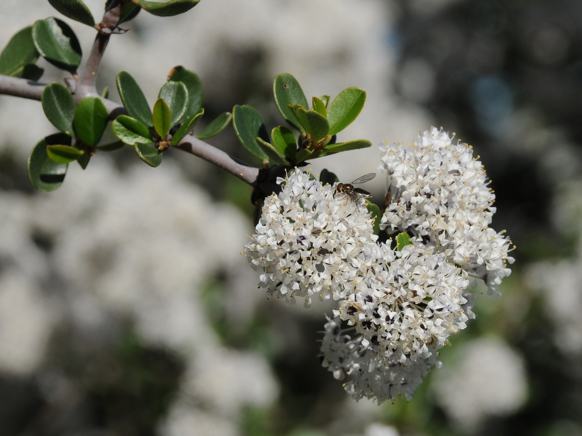 Image of Ceanothus cuneatus specimen.