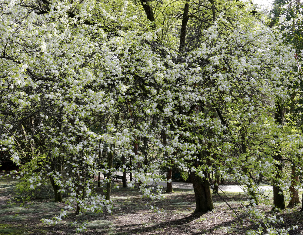 Image of genus Pyrus specimen.