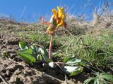 Corydalis sewerzowii