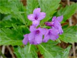 Cardamine glanduligera