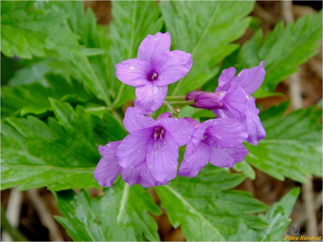 Image of Cardamine glanduligera specimen.