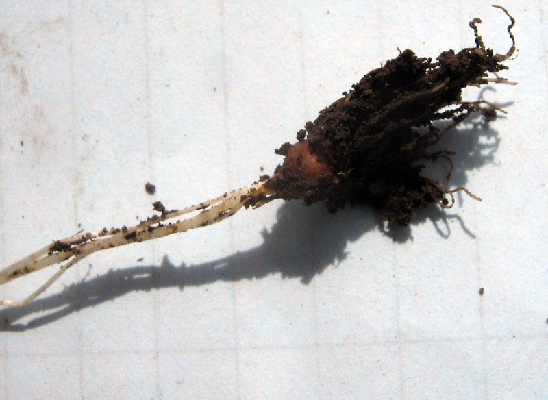 Image of Gagea filiformis specimen.