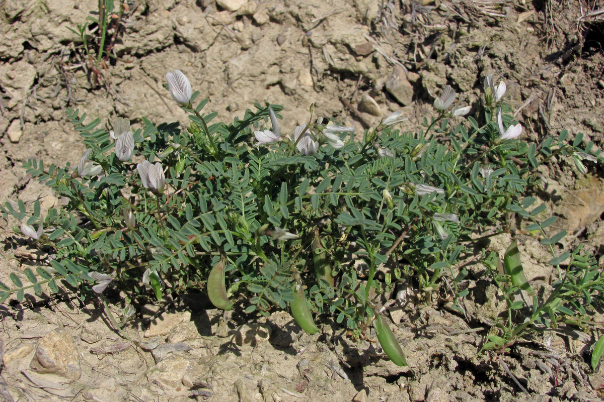 Изображение особи Astragalus guttatus.