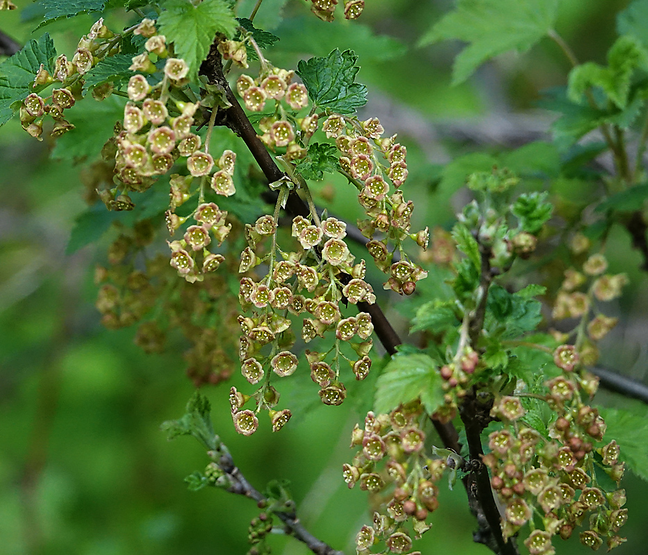 Изображение особи Ribes rubrum.