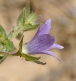 Image of taxon representative. Author is Роланд Цандекидис