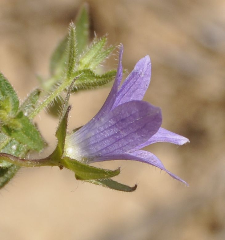 Image of Campanula scutellata specimen.