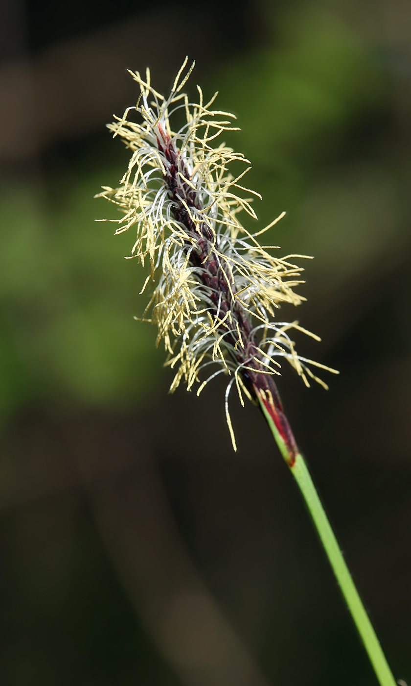 Изображение особи Carex pilosa.