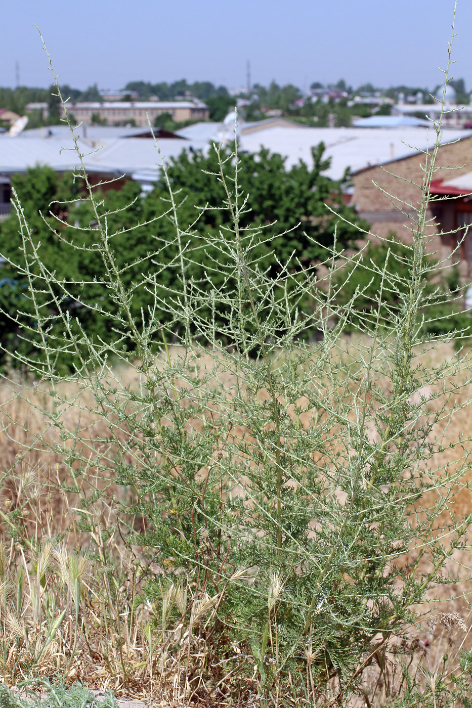 Изображение особи Artemisia serotina.