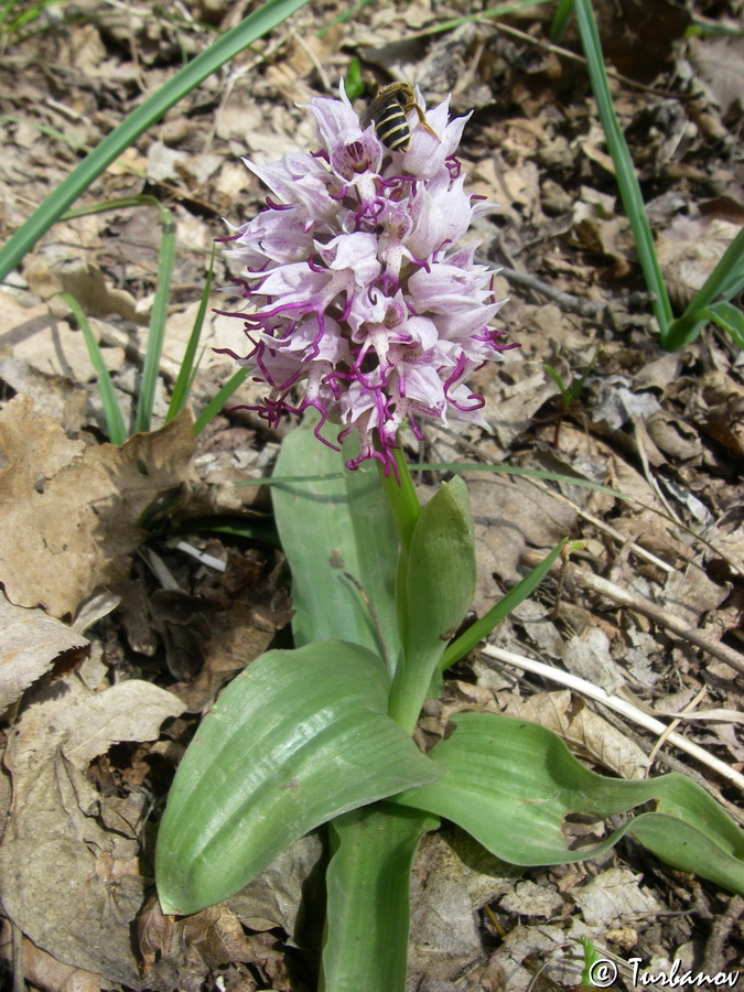 Image of Orchis simia specimen.