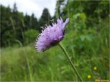 Knautia arvensis