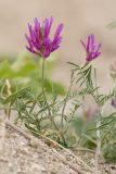 Astragalus onobrychis. Цветущие растения. Краснодарский край, окр. села Шабельское, коса Сазальникская, песчано-ракушечный берег. 18.06.2017.