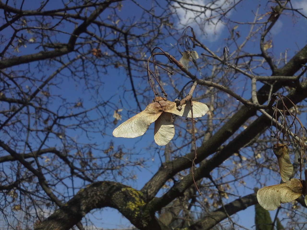 Image of genus Acer specimen.