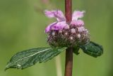 Phlomoides tuberosa