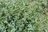 Cynanchum sibiricum