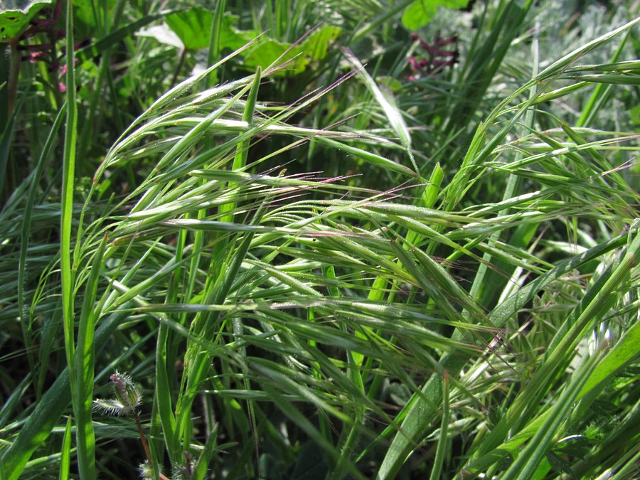 Image of Anisantha tectorum specimen.