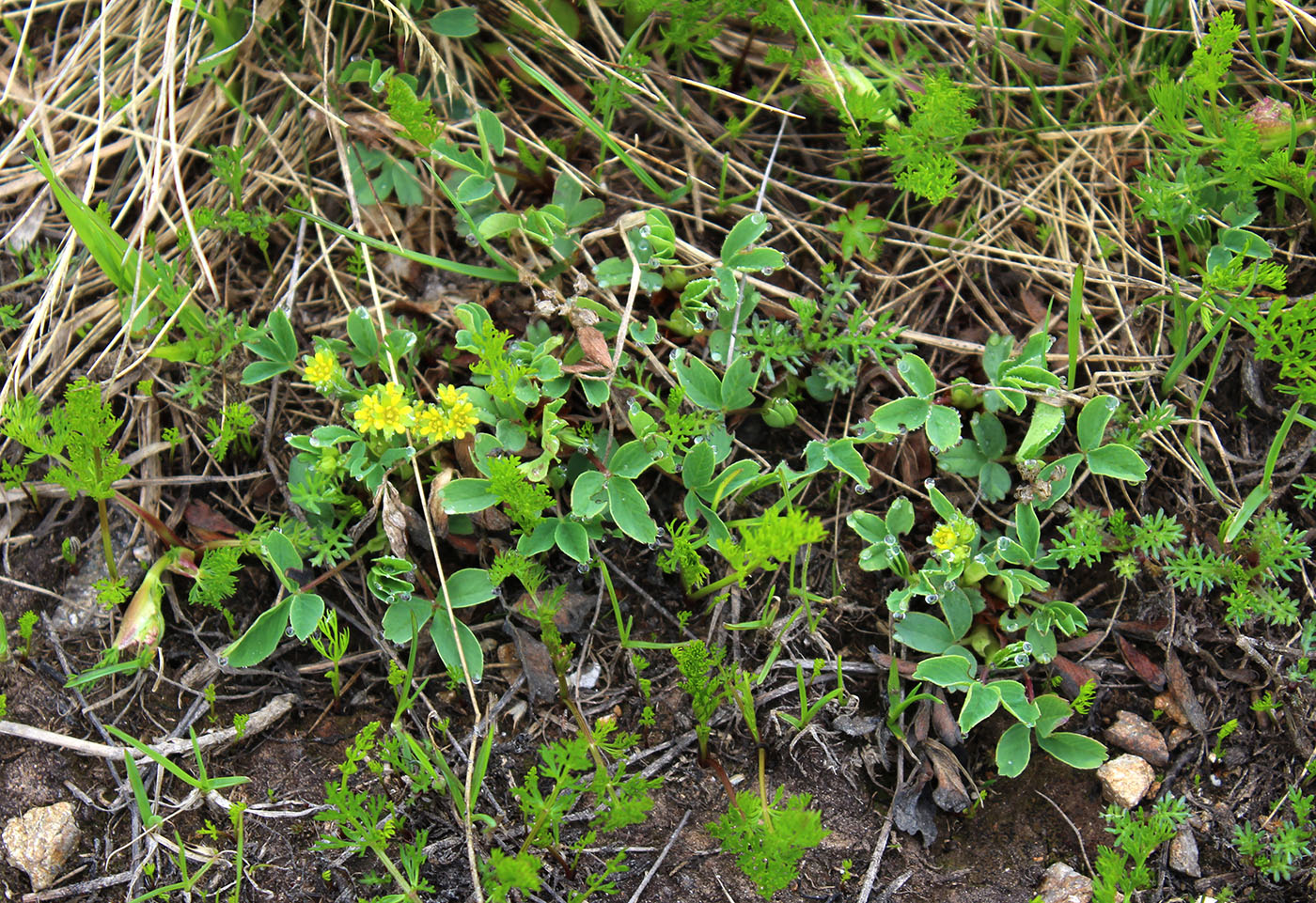 Изображение особи Sibbaldia semiglabra.