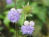 Succisa pratensis. Цветущие и нераспустившиеся соцветия и соплодие (вверху). Украина, Ивано-Франковская обл., Долинский р-н, окр. г. Долина, необрабатываемый луг, разнотравье. 09.09.2017.