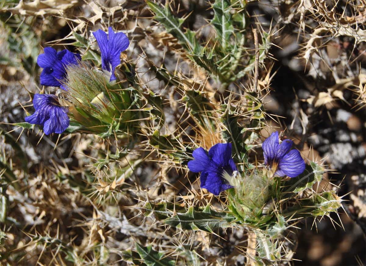 Изображение особи Acanthopsis disperma.
