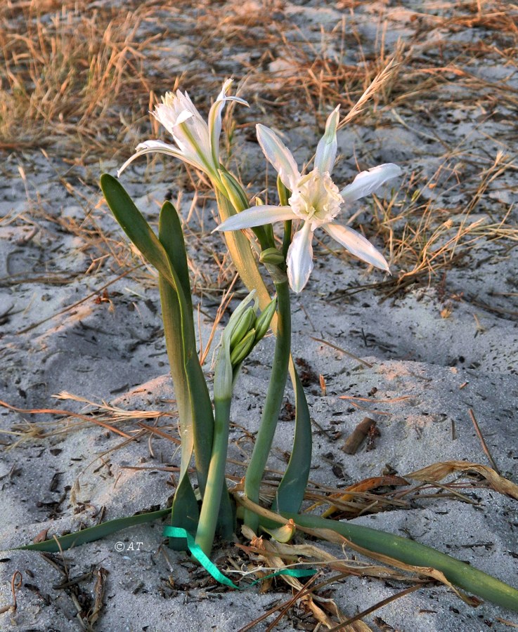 Image of Pancratium maritimum specimen.