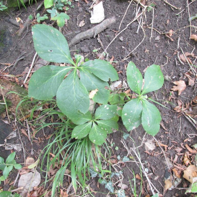 Image of Helleborus caucasicus specimen.