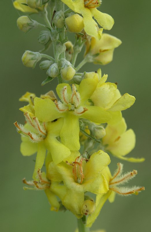 Image of Verbascum lychnitis specimen.