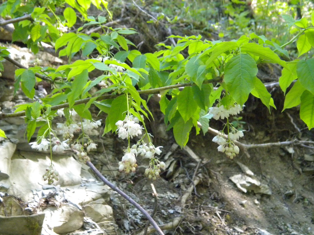 Изображение особи Staphylea pinnata.