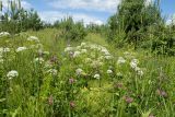 Aegopodium podagraria. Цветущие растения на зарастающем сосной (Pinus sylvestris) лугу в сообществе с Trifolium medium, Phleum pratense, Equisetum sylvaticum, E. arvense, Campanula patula, Ranunculus и Rumex. Псковская обл., Опочецкий р-н, 393 км шоссе М20, суходольный луг на старой залежи. 09.07.2017.