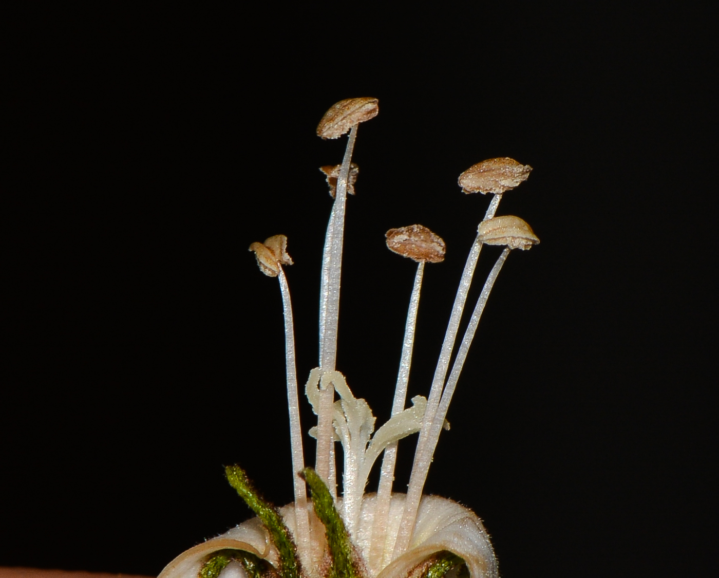 Image of Cordia parvifolia specimen.
