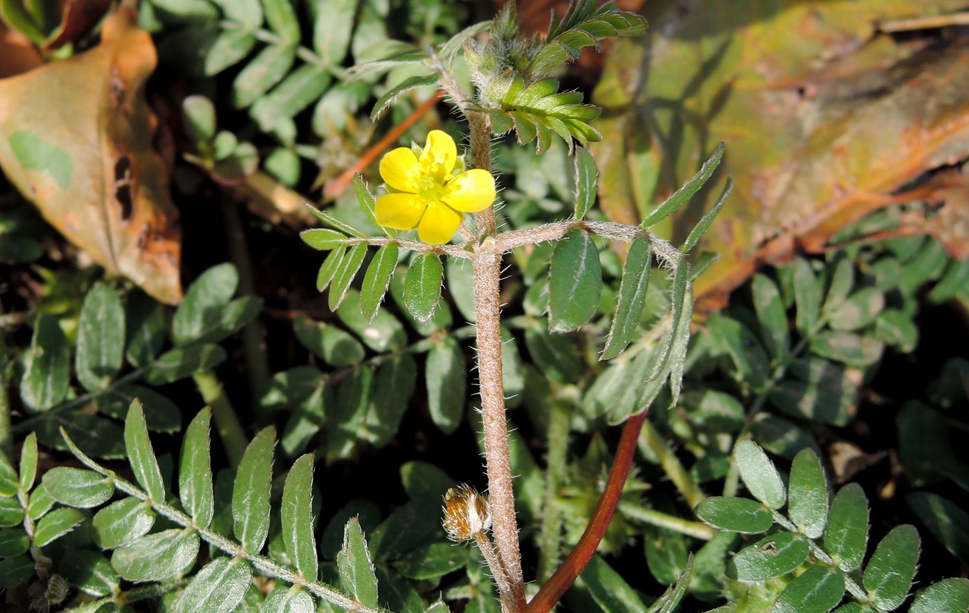 Изображение особи Tribulus terrestris.