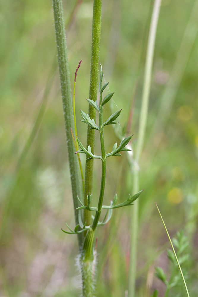 Изображение особи Daucus carota.