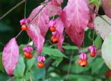 Euonymus verrucosus. Часть ветви с листьями в осенней окраске со вскрывшимися зрелыми плодами. Московская обл., Одинцовский р-н, г. Кубинка, подлесок соснового лесопарка. 20.09.2017.