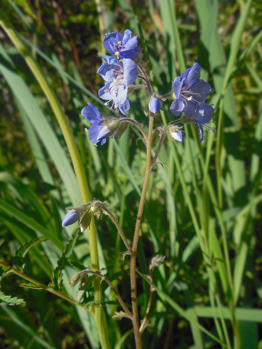 Image of Polemonium campanulatum specimen.