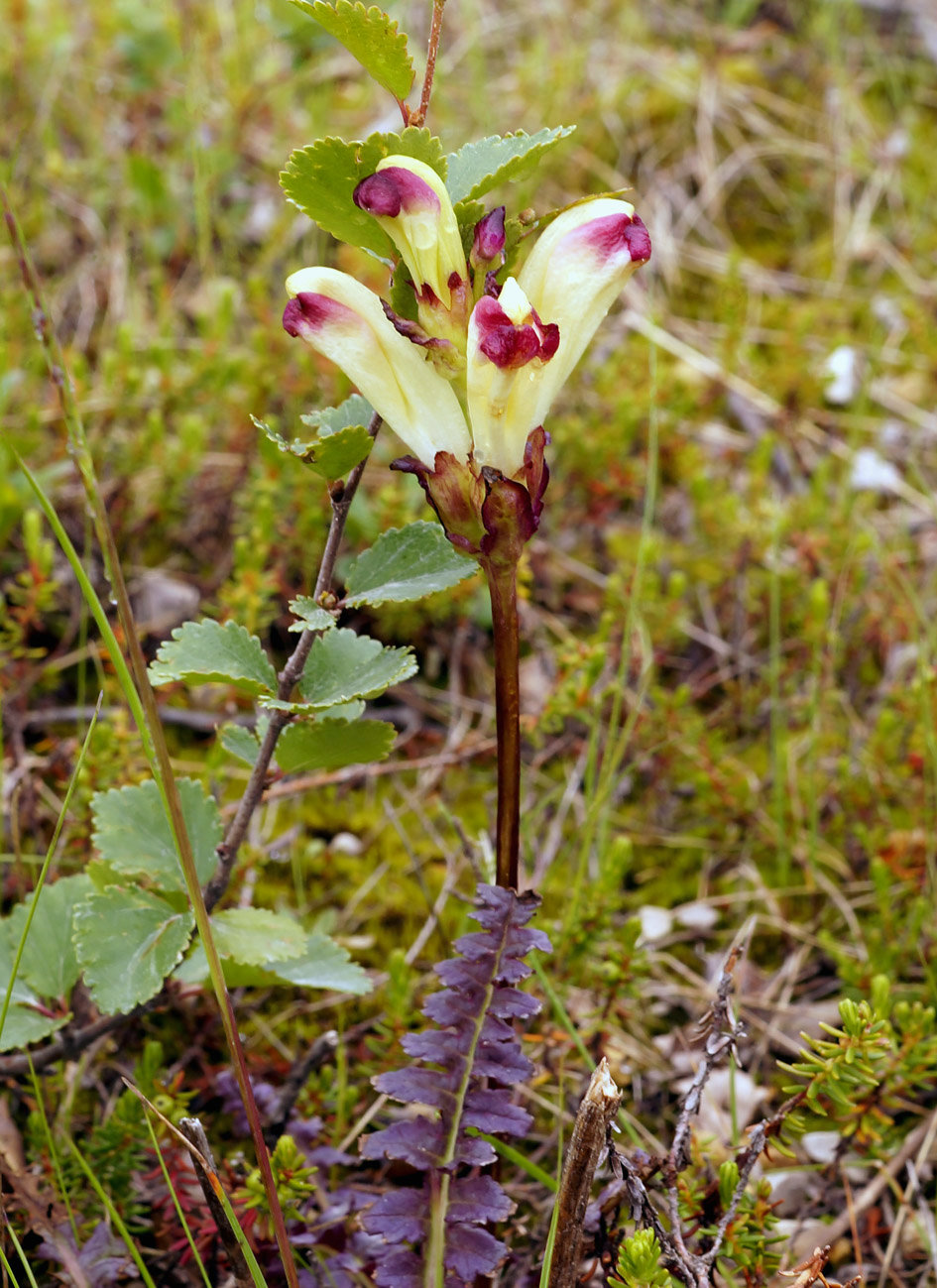 Изображение особи Pedicularis sceptrum-carolinum.