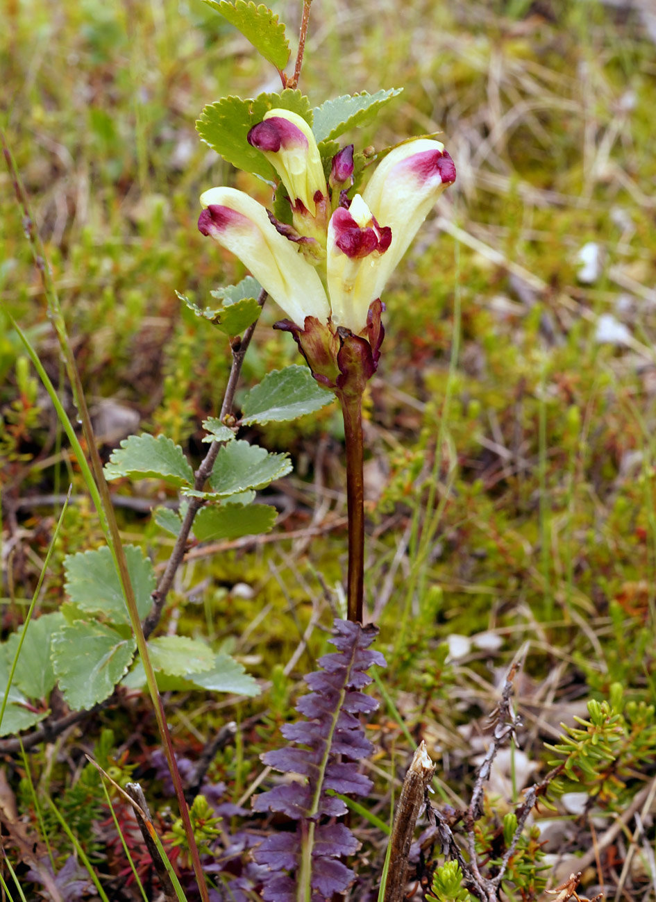 Image of Pedicularis sceptrum-carolinum specimen.