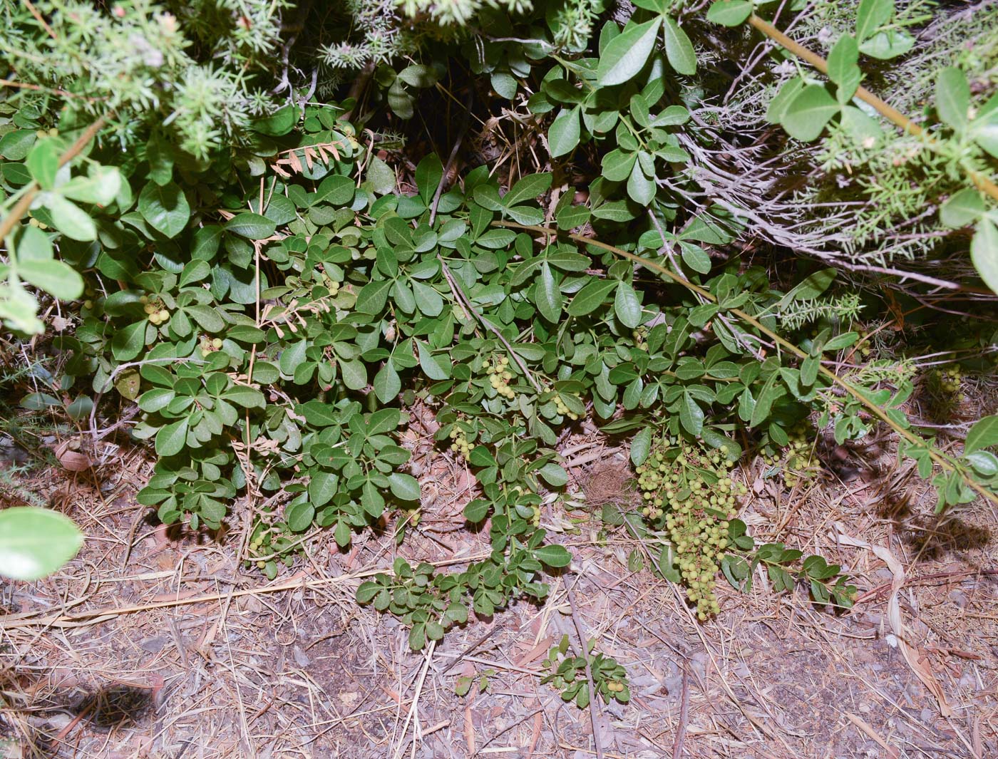 Image of Searsia glauca specimen.