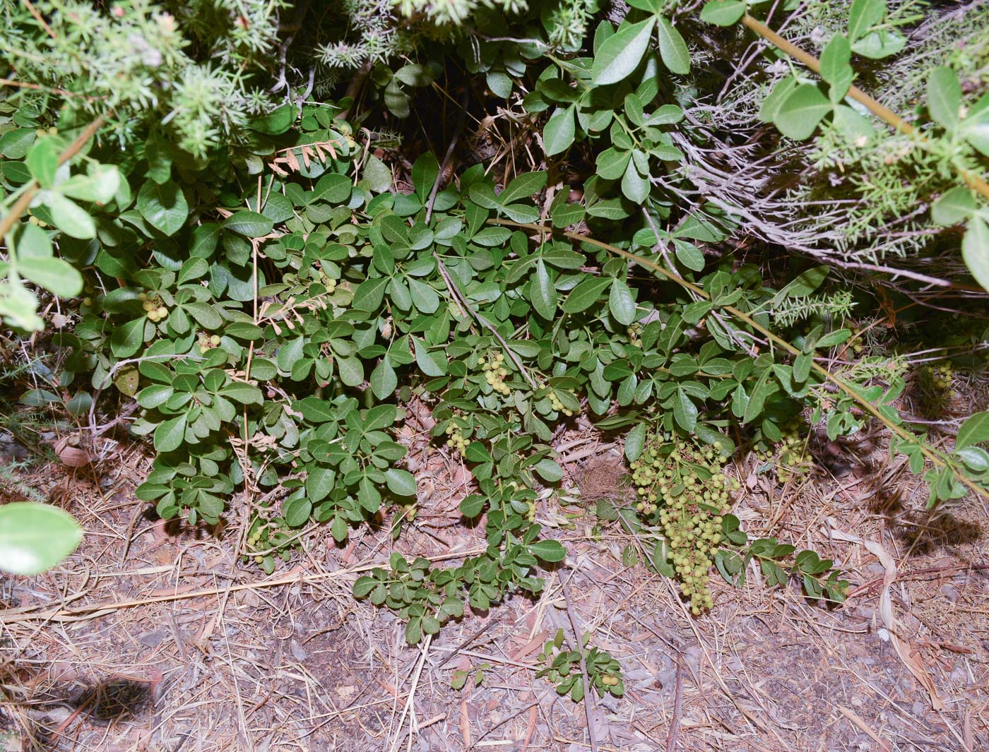 Изображение особи Searsia glauca.