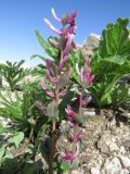 Corydalis ledebouriana