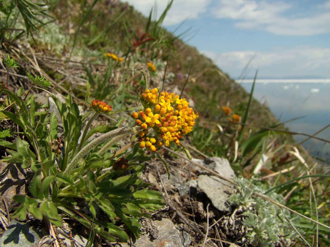 Image of Patrinia sibirica specimen.