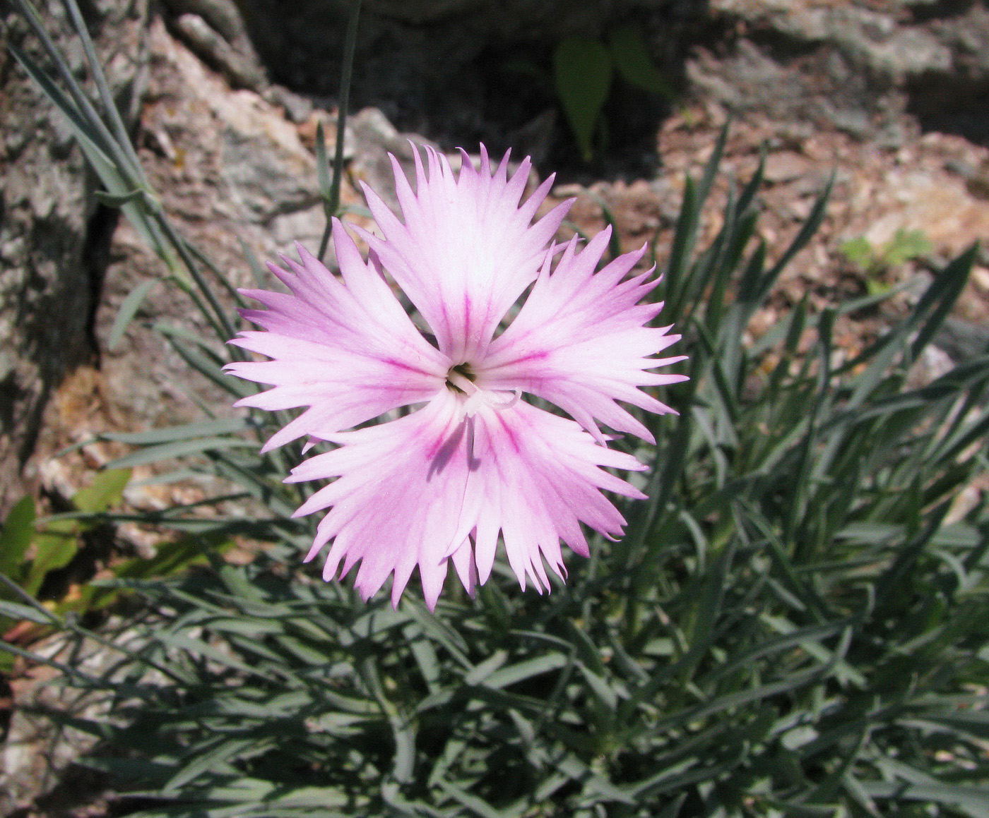 Image of Dianthus plumarius specimen.