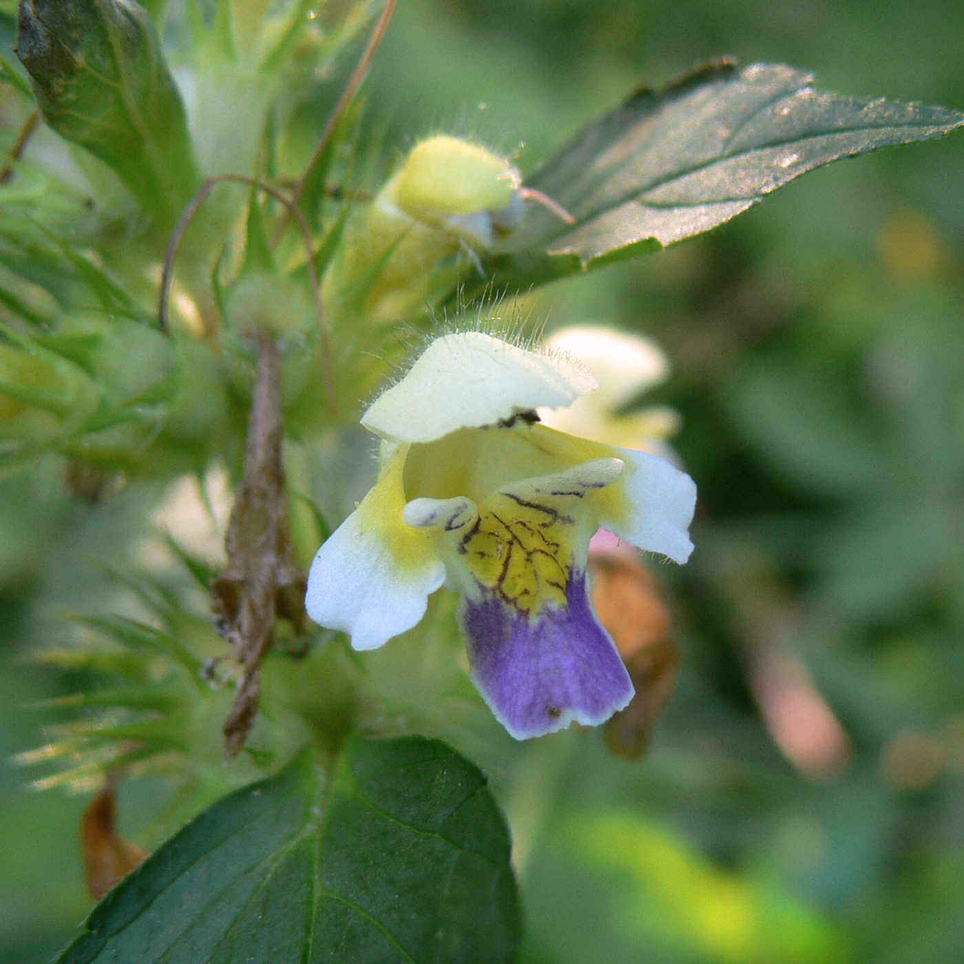 Image of Galeopsis speciosa specimen.