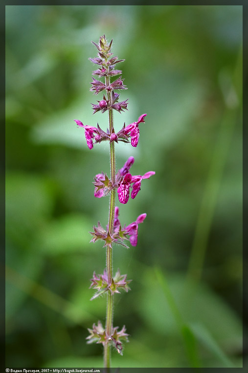 Image of Stachys sylvatica specimen.