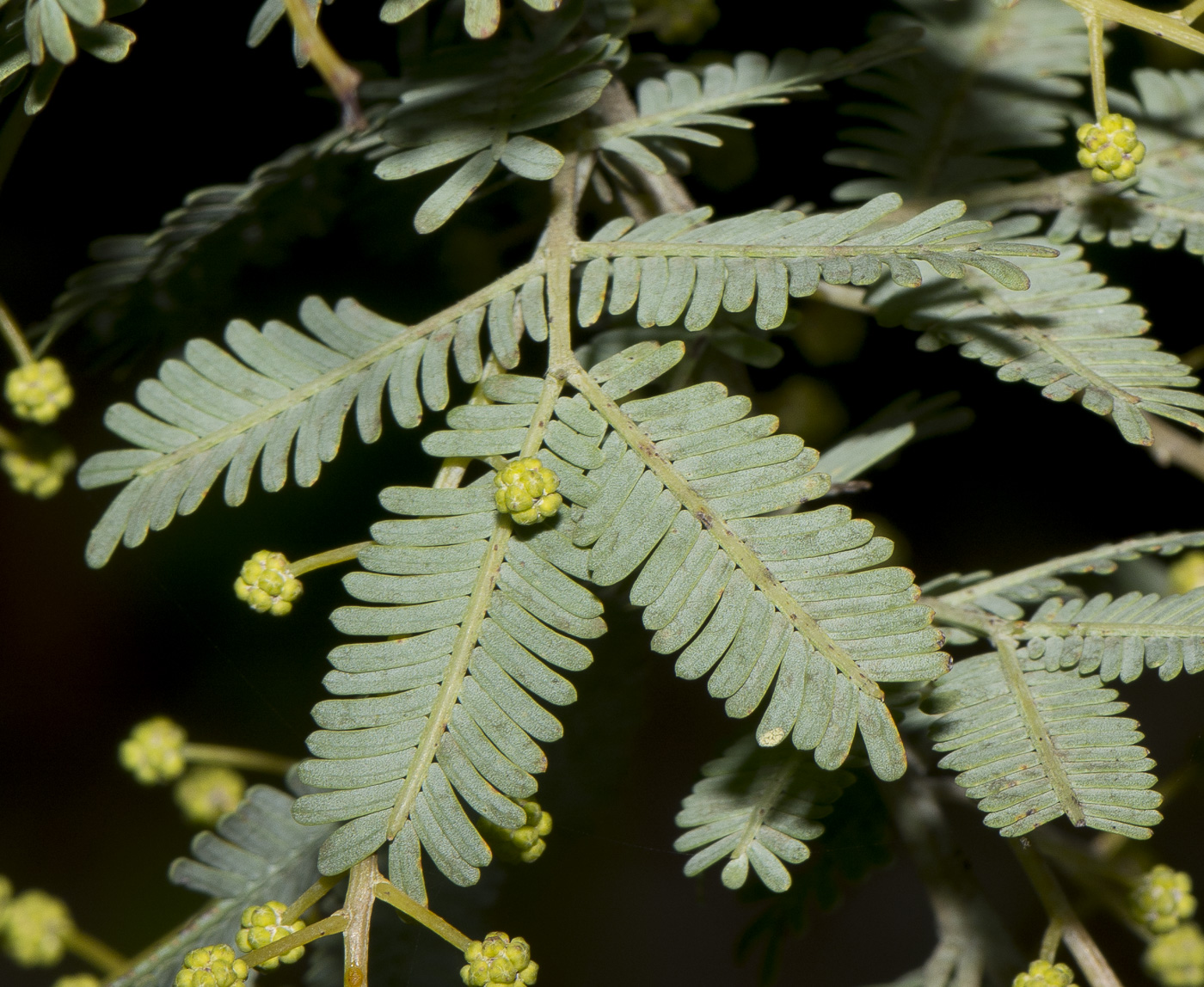 Изображение особи Acacia baileyana.