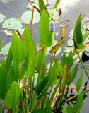 Pontederia cordata