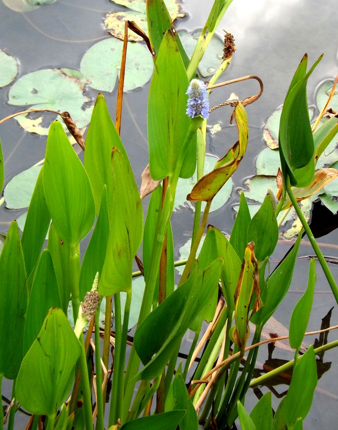 Изображение особи Pontederia cordata.