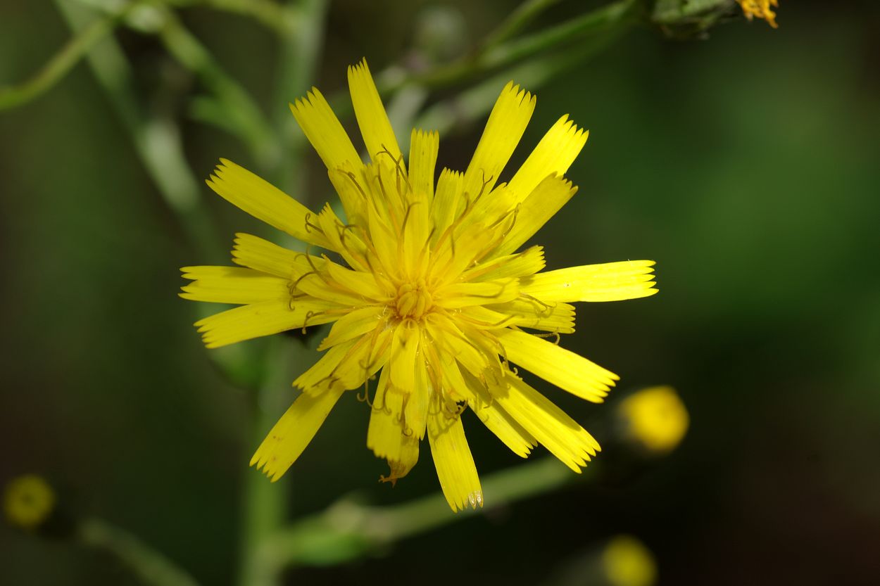Image of Hieracium vagum specimen.