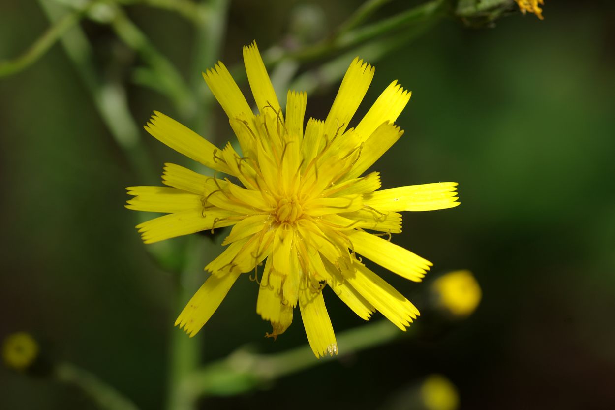 Изображение особи Hieracium vagum.