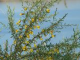 Caragana pygmaea