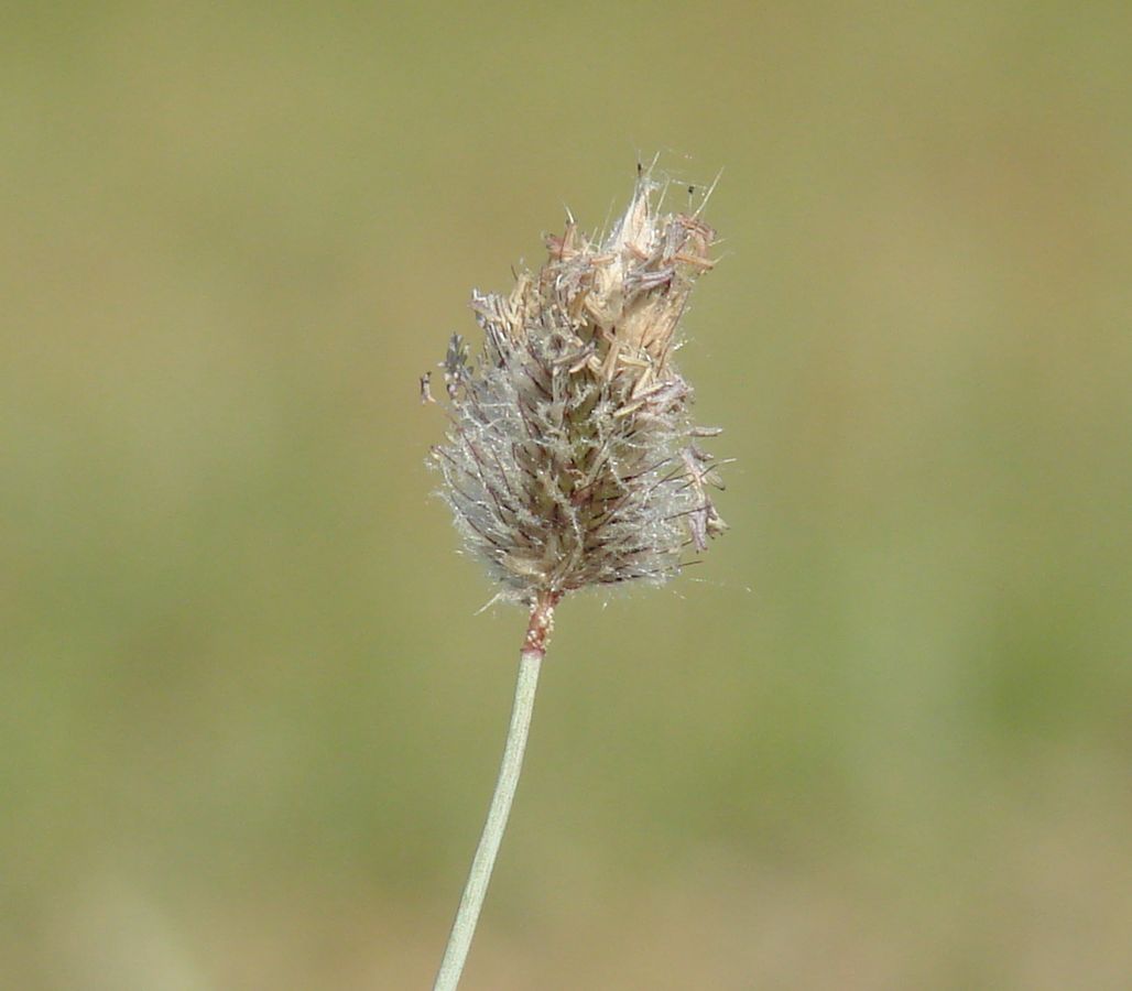 Изображение особи Alopecurus brachystachyus.