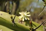 Myrtillocactus geometrizans